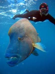 2010 MaoriWrasse